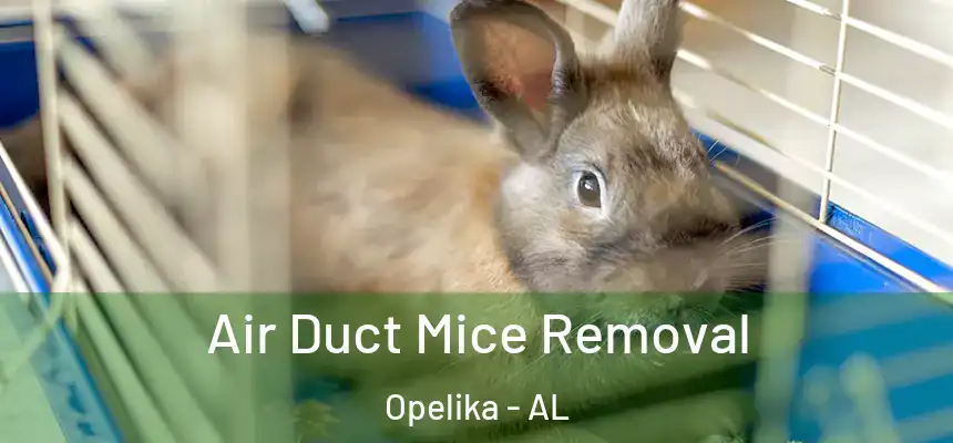 Air Duct Mice Removal Opelika - AL